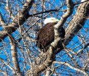 2017 01 07 RedWing 005